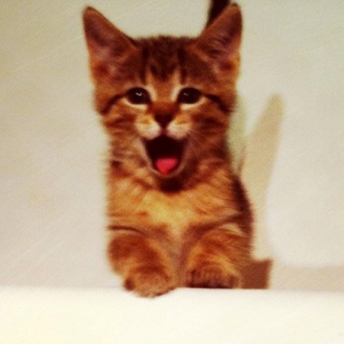 nala9412's profile picture. Feline extraordinaire!  I'm good at everything I do but don't bother me now, I'm napping.