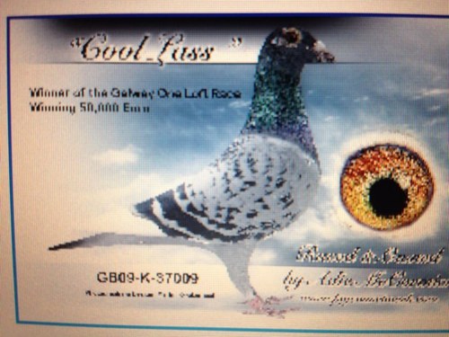 homerbhw's profile picture. Long time Pigeon Scribe covering the sport in Ireland