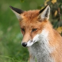 Chuck Fox - @TheFoxProject - Twitter