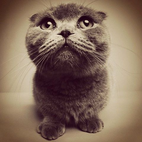 Kedi aşığı olduğum söylenebilir.