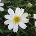 watchingdaisies (@watchingdaisies) Twitter profile photo