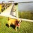grace_tallulah's profile image
