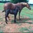 acres_windy's profile image