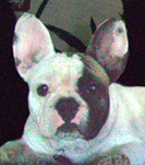 We pride ourselves in maintaining the healthiest and most beautiful breeding program of French Bulldog Puppies. 805-876-5000.