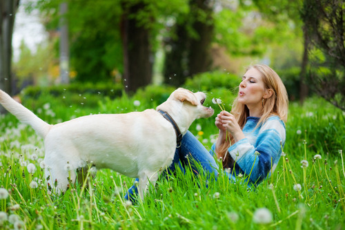 HepburnPark1's profile picture. We hope to be one of the greatest dog breeders in Australia!!  Our main goal is to breed healthy dogs with excellent temperaments.