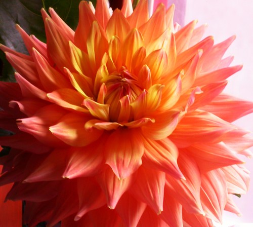 darlynmt's profile picture. Female Massage Therapy student