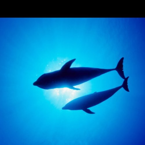 grandbluenw's profile picture. 