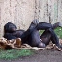 pam solomon - @emmitroboskelly - Twitter