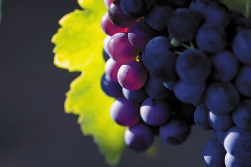LES VINS AUX MEILLEURS PRIX. Promotion et remise sur les grands crus classés.