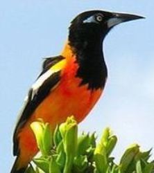 Dutchman.🌞Born on the Netherlands Antilles🌞 . What should we do with our collapsing world, look away? Think!   ⤵ 
Also on BlueSky → @marc-krafft.bsky.social