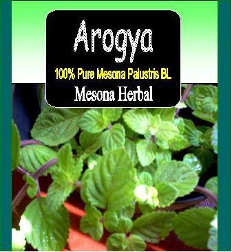 Cincau, Janggelan, Cam Cao, healthy drink and jelly drink from Mesona Pallutris, have high anti oxidant for curing diabetic, cancer, allergy, slimming diet etc.