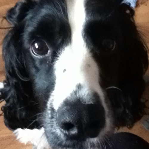 MrsHobbitWife's profile picture. Reader, writer, knitter, ranter. Wife to one, mum to four, slave to the menagerie. Occasional blogger, when I remember my login details...