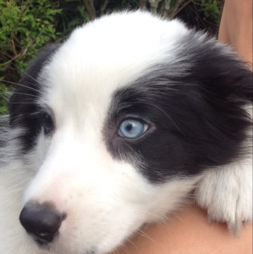 6roku88's profile picture. ろくはバイアイの女の子 おとぼけ顔に一目惚れ Yファ出身 父マックス、母アルファ。またもやＹファから弟のはちがやって来た。 頑張ってお姉さん修行中。