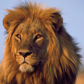 All about #Leo (♌) July 23-August 22. Pretty much the most fascinating and charming sign of the entire zodiac ;) #teamleo