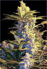 Marijuana/Cannabis Seeds and Seed Banks, We offer time tested connections to the finest Marijuana Seeds In The World!