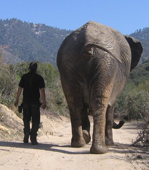 migustigus's profile picture. Welder, engineer, elephant keeper, exotic feline habitat creator, race car builder, motorcycle whore,  Feral Welder of the Wasteland.