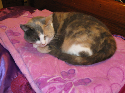 MeowSassy's profile picture. 