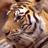 MAGD201332's profile image