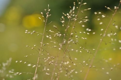 Blog über einen Garten in der Heide – https://t.co/jfAsBwTkpc