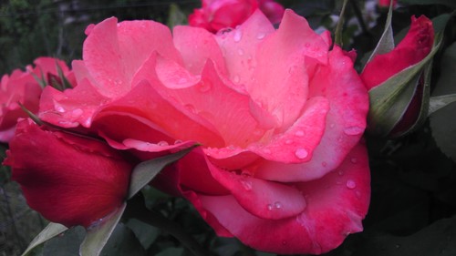 Halebent's profile picture. Diagnosed with Stage 3b inoperable cancer at the age of 43. 18 months cancer free &counting! Avid dog lover, food lover and gardener. Love me some Jimmie J too!