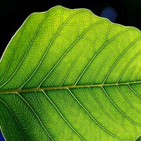 plantsci2013 (@plantsci2013) 's Twitter Profile Photo