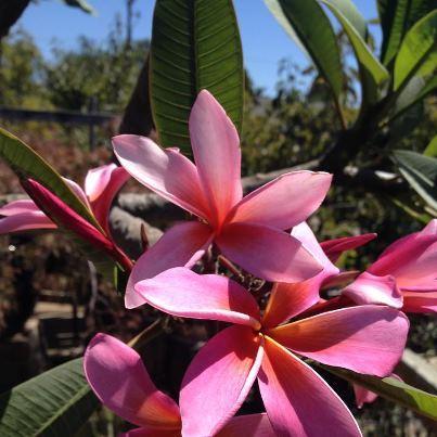 KnappNurseryLLC's profile picture. 