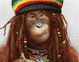 growshopbuenaro's profile picture. grow shop buen aroma tu grow en el que puedes encontrar todo lo necesario para tus plantas sustratos abonos parafernalia armarios kit de iluminacion.........