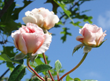 Native Son Landscaping specializes in many types of lush, tropical, formal, semi-formal and Xeriscape plans to fit everyone’s preference.  Call Us! 941-365-2407
