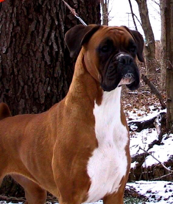 american boxer american boxer dogs americanboxers american boxer american boxer dogs americanboxers