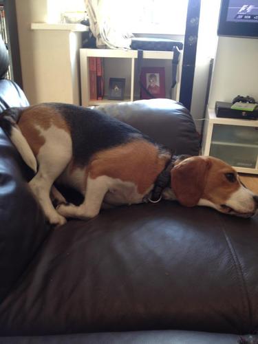 ThatRubyBeagle's profile picture. Beagle Wanker