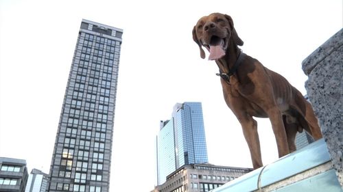 ilcanedeinouer's profile picture. Non è #ilcane cinico e passivo