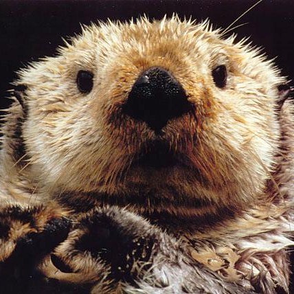 JeffAutor's profile picture. U of Illinois graduate working for Vertiv in Houston, Texas (where we don't have to shovel snow, ever!).