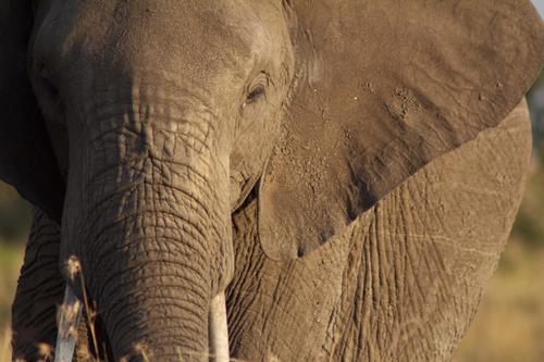 Wildlife news, conservation, and photography.