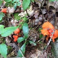 Christina Dube (@dubesciteach) 's Twitter Profile