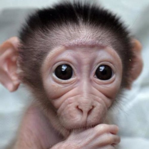 chevydreamin12's profile picture. 