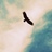 alshehri_nasser's profile image