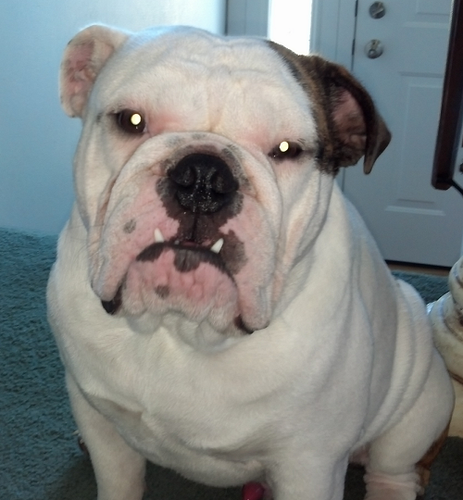 DoggyChewToy's profile picture. 