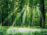 d6008173's profile picture. amo a natureza e viver ao ar livre