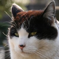 未須本有生　5/11文学フリマ東京(C-49)にて新刊販売予定です (@nekotaro_3) 's Twitter Profile Photo