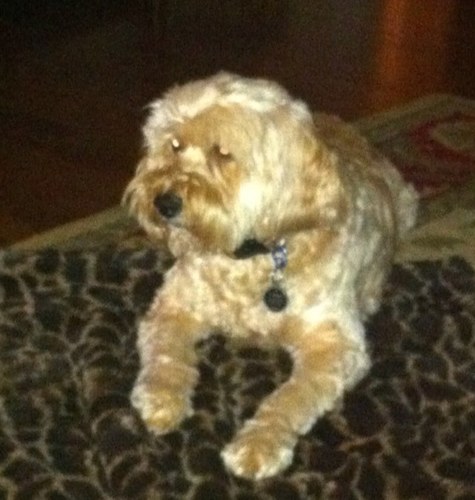 rlswanson5's profile picture. #Biden/Harris      When did common decency go out of style?  fighting for the greater good.  Stop Lying!