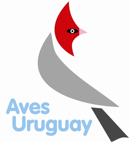 Somos una ONG con la misión de estudiar y conservar las aves silvestres del Uruguay y los ambientes que ellas requieren. Socios de BirdLife.
☎ 2902 86 42