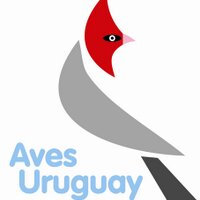 Aves Uruguay (@aves_uruguay) 's Twitter Profile