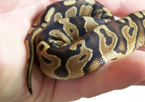 806Reptiles's profile picture. home grown herps