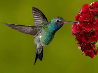 NectaryProject's profile picture. Connecting you with events and courses in natural living, homesteading, permaculture, and more.