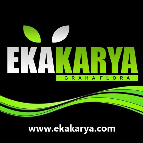 Ekakarya Graha Flora is an Indonesian private company specializing as Phalaenopsis pot plant producer, grower and exporter.