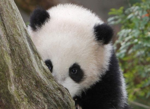 shounanoyazi1's profile picture. 25年間、神奈川県の湘南に住んでいたオヤジ 今は大阪に仮の宿、残り少ない人生を満喫中 スト活（2023年1月1日～ 2年間で200回程度 今年は40回位？） 千代田彦さん押し（✨静と動の身体表現者）唯一の推し活　そして最後の推し💃　写真は風景・ポトレ 一眼（SONYα7CⅡと7Ⅱ）＆携帯カメラで 警察小説大好き