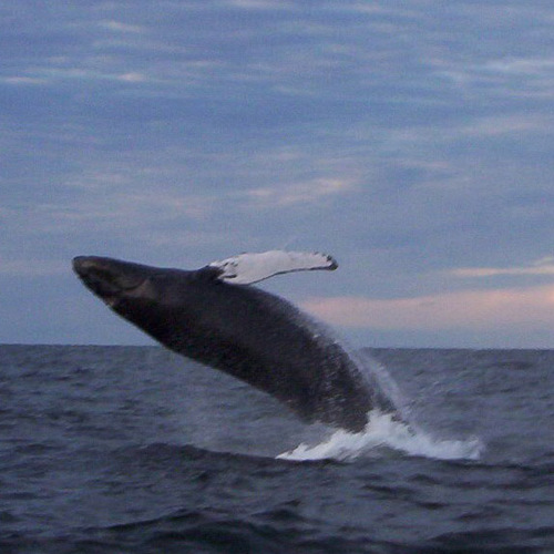 Tourism info on the communities north of Cape Breton Highlands National Park.