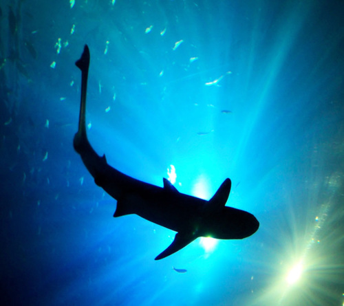 T_rzrapi's profile picture. 