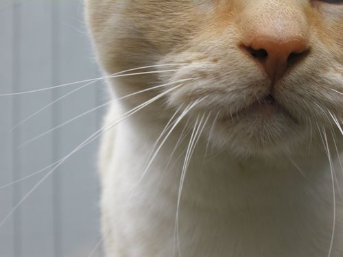 tamadou's profile picture. Heavens bless this town,
and the Kings who still reign here.
Sacramento? YES. ~ Tom Ziller, KINGS pregame haiku