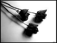 easycore1's profile picture. ada dua jalan : beruntung dan sukses